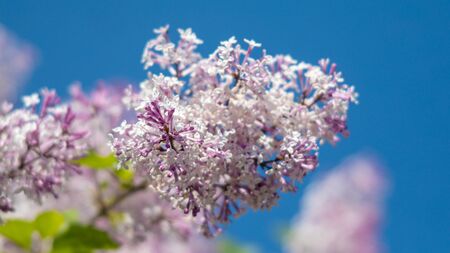 Soft focus image of blossoming branch of a purple lilac. Spring blooming lilac tree flowers. Lilac blossom in spring. Wide 16:9 photo.の写真素材