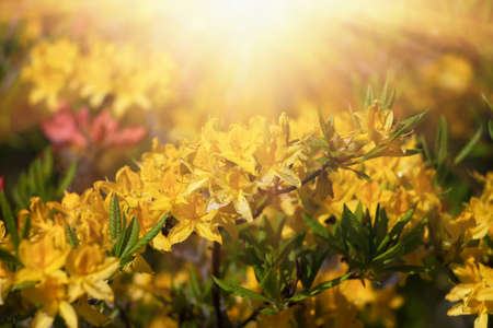Rhododendron flowers. Azaleas flowers in the garden. Spring nature background. Soft focus blurred imageの写真素材