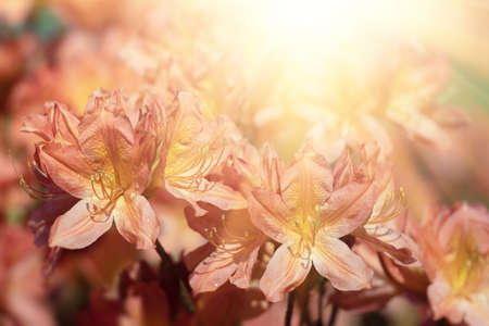 Rhododendron flowers. Azaleas flowers in the garden. Spring nature background. Soft focus blurred imageの写真素材