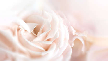 Floral background. Close up fragment of a bouquet of beautiful flowersの写真素材