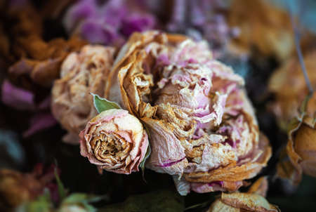 Dry bouquet. Close-up image of dried flowers in a bouquet. Life and death concept. Withered flower...
