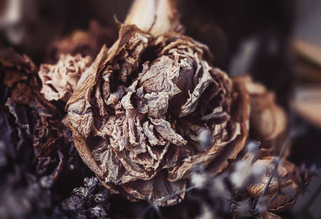 Dry bouquet. Close-up image of dried flowers in a bouquet. Life and death concept. Withered flower...