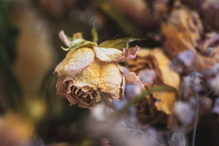 Dry bouquet. Close-up image of dried flowers in a bouquet. Life and death concept. Withered flower backgroundの写真素材