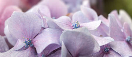 Floral background. Soft blue Hydrangea or Hortensia flowers with water drops on petals. Artistic natural background. Flowers in bloom in spring time. Extremely shallow depth of fieldの写真素材