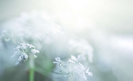 Natural background concept. Nature bokeh background with lights and blurs. Abstract grass background...