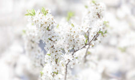 Spring time. Blossoming tree brunch with white flowers.の写真素材