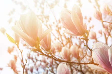 Natural background concept. Pink magnolia branch. Magnolia tree blossom. Blossom magnolia branch against nature background.の写真素材