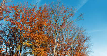 Autumn forest background. Beautiful autumn forest landscape. Morning scene in the colorful woodland. Beauty of nature concept background.の写真素材