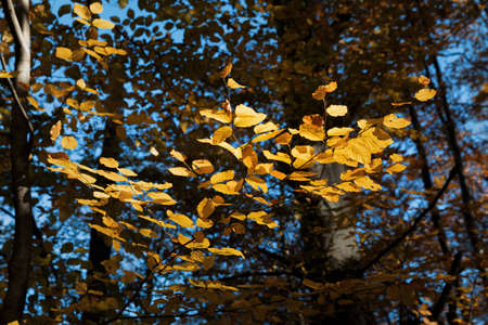 Autumn forest background. Beautiful autumn forest landscape. Morning scene in the colorful woodland....