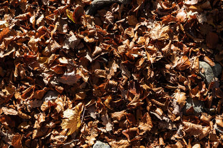 Autumn forest background. Beautiful autumn forest landscape. Morning scene in the colorful woodland....