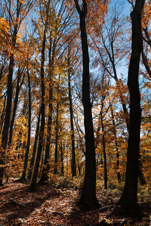 Autumn forest background. Beautiful autumn forest landscape. Morning scene in the colorful woodland....