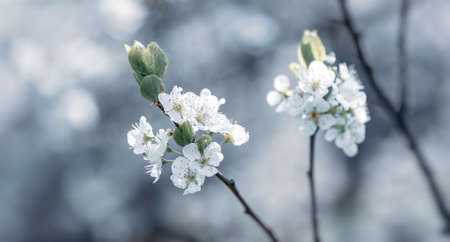 Brunch of blossoming spring tree. Soft image of blossoming tree brunch with white flowersの写真素材