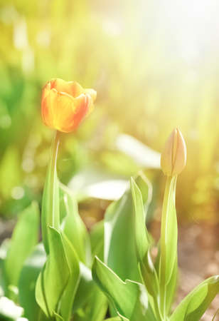 Red blooming tulips in the rays of sun light. Tulip garden in spring time.の写真素材