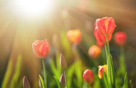 Red blooming tulips in the rays of sun light. Tulip garden in spring time.の写真素材