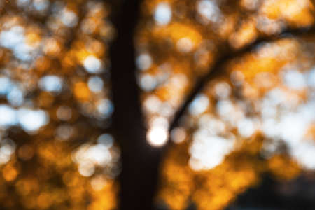 Abstract blurred natural background. Defocused image of an autumn park with trees and foliage in sunlight on a beautiful fall dayの写真素材