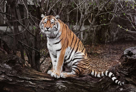 Tiger portrait. Tiger resting in the zoo. The tiger is out for a walk and is relaxed.