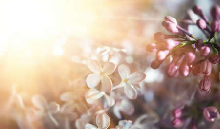 Close-up image of lilac flowers in sun light. Blurred image with soft focus. Natural background and textureの写真素材