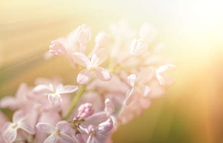 Close-up image of lilac flowers in sun light. Blurred image with soft focus. Natural background and texture.の写真素材