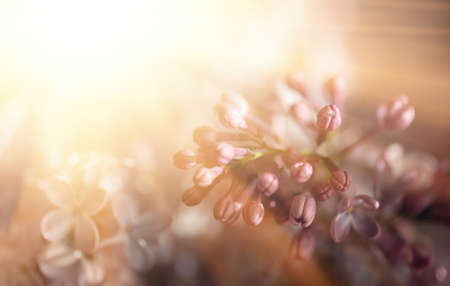 Close-up image of lilac flowers in sun light. Blurred image with soft focus. Natural background and textureの写真素材