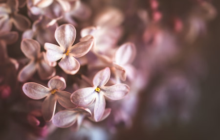 Close-up image of lilac flowers in sun light. Blurred image with soft focus. Natural background and textureの写真素材