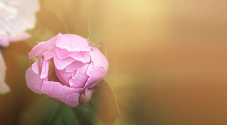 Soft focus image of blooming pink peonies in sun light. Selective focus. Shallow depth of field