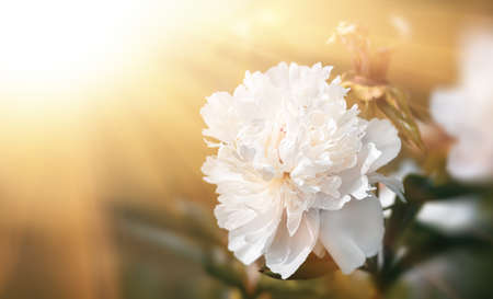 Soft focus image of blooming white peonies in sun light. Selective focus. Shallow depth of fieldの写真素材
