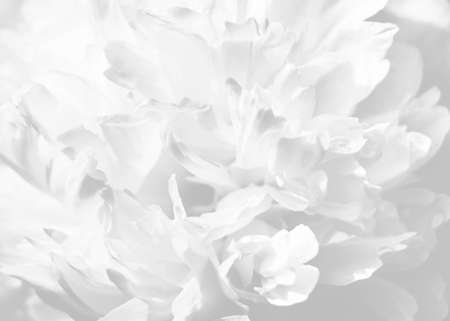 Natural floral background from peony petals. Close up image of peony flower textureの写真素材