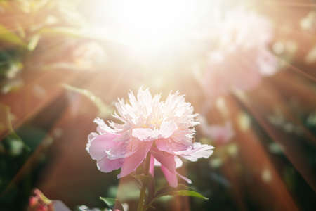 Soft focus image of blooming pink and white peonies in sun light. Selective focus. Shallow depth of fieldの写真素材
