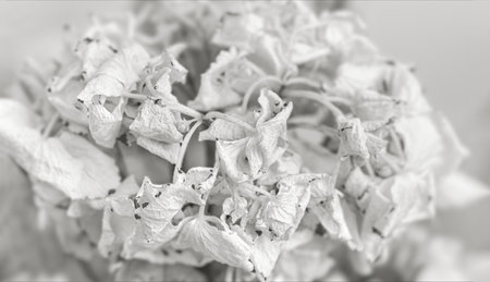Dry roses. Close-up black and white image of dried rose flowers in a bouquet. Life and death concept. Withered flowersの写真素材