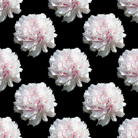 Floral background. Seamless pattern with peony flower isolated on black backgroundの写真素材