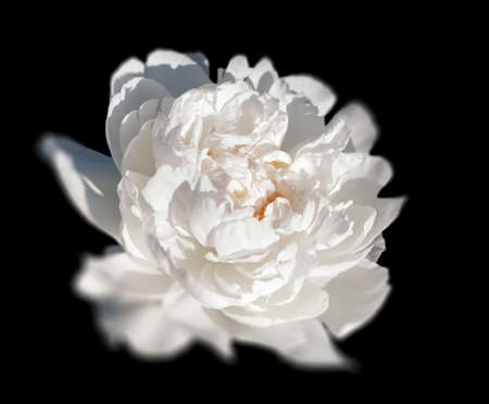 White peony flower isolated on black backgroundの写真素材