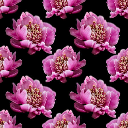 Floral background. Seamless pattern with peony flower isolated on black backgroundの写真素材