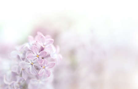 Close-up image of lilac flowers in sun light. Blurred image with soft focus. Natural background and texture.の写真素材