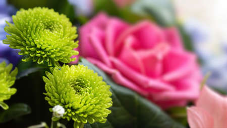 Floral background. Close-up of green dahlia in sunlight