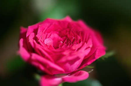 Floral background. Close-up image of a pink rose in a festive bouquet