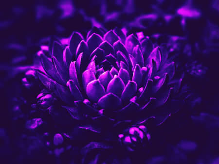 Succulent growing among rocks. Image in trendy neon colorsの写真素材