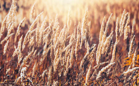 Autumn landscape on a sunny day. Field with dry autumn grass. Pampas grass outdoor in dramatic vintage colorsの写真素材