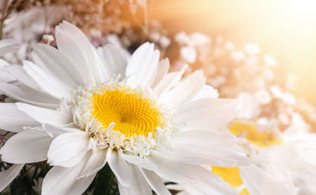 Bouquet of beautiful chamomile flowers with gypsophila decor in sun light