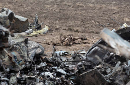 MAKARIV, UKRAINE - Apr. 23, 2022: Skeletons of dead Russian military pilots among the wreckage of a...