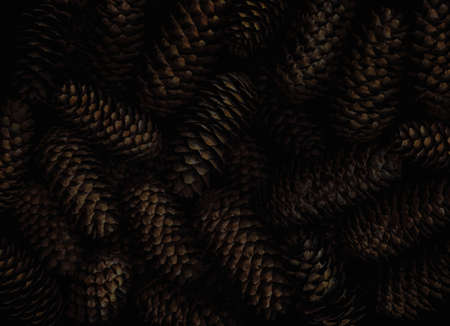 Fir cones in dark tone. natural background and texture.の写真素材