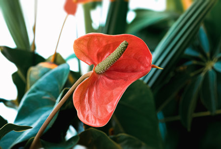 Close up of an anthurium, red flower. Anthurium is a heart-shaped red flower. The dark green leaves as the backgroundの写真素材