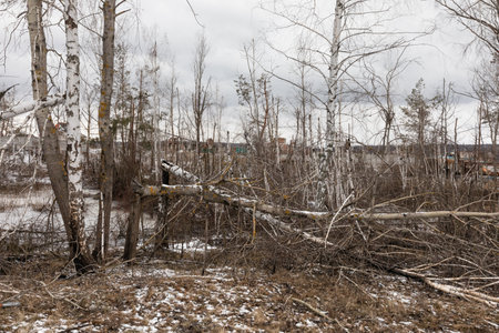 Fallen and broken trees as a result of explosions are seen in the village of Ruski Tyshky in Kharkiv...