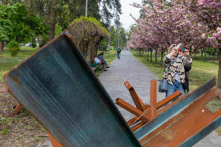 KYIV, UKRAINE - May. 04, 2023: Sakura trees have blossomed in Kyoto Park in Kyiv and marks of war in Kyiv park.のeditorial素材