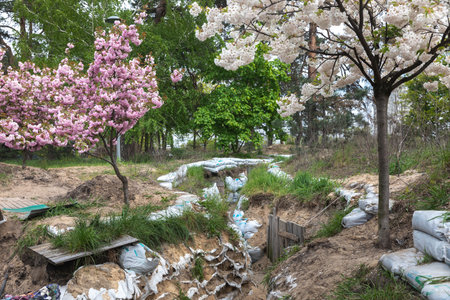 KYIV, UKRAINE - May. 04, 2023: Sakura trees have blossomed in Kyoto Park in Kyiv and marks of war in Kyiv park.のeditorial素材