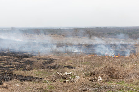 MYKOLAIV Reg, UKRAINE - Mar. 02, 2024: War in Ukraine. Bones of dead animals are seen among burning grass in the outskirts of the village in Mykolaiv regionのeditorial素材