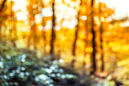 Blurred image of autumn forest. Abstract natural background and texture.