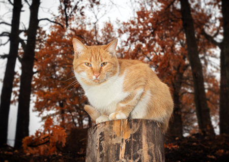 Closeup of a ginger cat perched on a tree stump against a gray sky and bare trees
