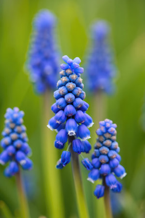 Clusters of vibrant blue grape hyacinths stand tall in a green garden, basking in the warm sunlight of spring. The delicate flowers add beauty to the surrounding landscape.の写真素材