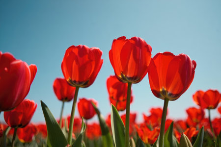 A field filled with blooming red tulips sways gently in the breeze. The clear blue sky creates a beautiful backdrop, highlighting the vivid colors of the flowers during spring.の写真素材