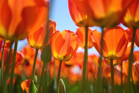 Bright orange tulips fill the garden, basking in sunlight under a clear blue sky. Fresh greenery rises alongside the flowers, creating a lively and colorful atmosphere in early spring.の写真素材